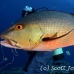 snapper_red_ver_h_0146_yap1058.jpg